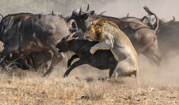 Foto - Vahşi doğada sıra dışı anlar!