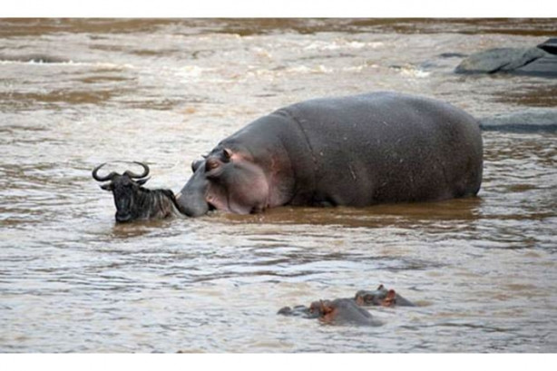 Foto - Vahşi doğada sıra dışı anlar!