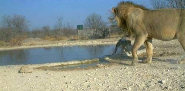 Foto - Vahşi doğadan en acımasız saldırılar