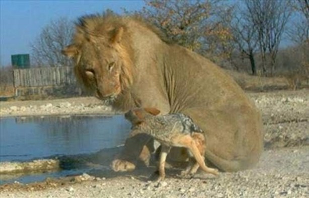 Foto - Vahşi doğadan en acımasız saldırılar