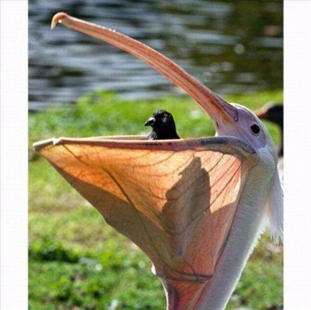 Foto - Vahşi doğadan en acımasız saldırılar