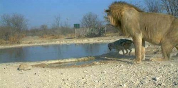Foto - Vahşi doğadan en acımasız saldırılar