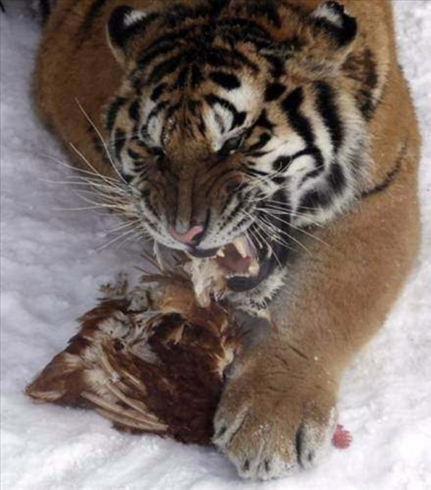 Foto - Vahşi doğadan en acımasız saldırılar