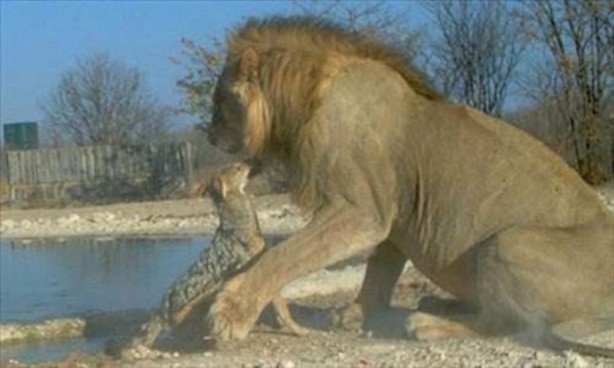 Foto - Vahşi doğadan en acımasız saldırılar