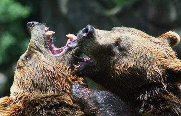 Foto - Vahşi doğadan en acımasız saldırılar