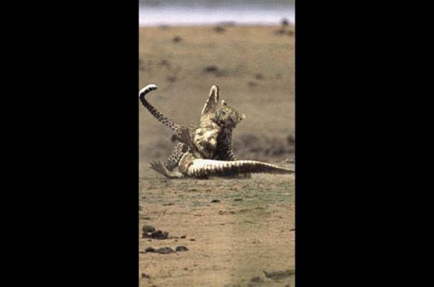 Foto - Vahşi doğadan en acımasız saldırılar