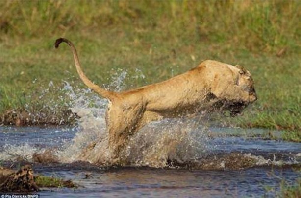 Foto - Vahşi doğadan en acımasız saldırılar