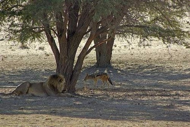 Foto - Vahşi doğadan en acımasız saldırılar