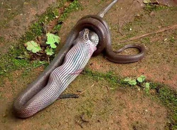 Foto - Vahşi doğadan en acımasız saldırılar