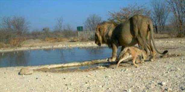 Foto - Vahşi doğadan en acımasız saldırılar