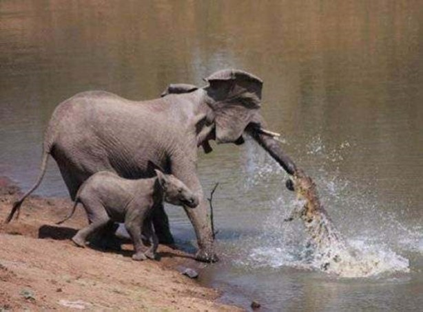 Foto - Vahşi doğadan en acımasız saldırılar