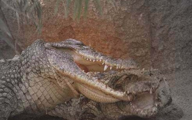 Foto - Vahşi doğadan en acımasız saldırılar