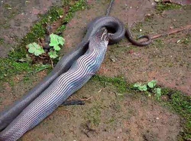 Foto - Vahşi doğadan en acımasız saldırılar