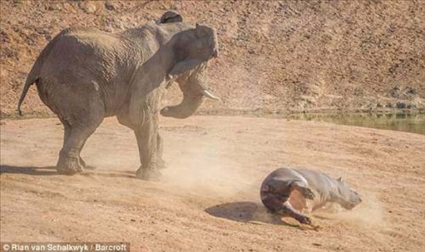 Foto - Vahşi doğadan en acımasız saldırılar