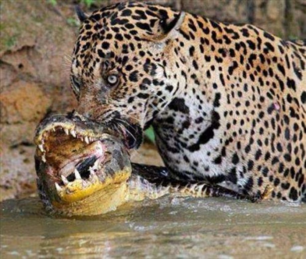 Foto - Vahşi doğadan en acımasız saldırılar
