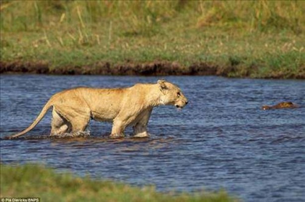 Foto - Vahşi doğadan en acımasız saldırılar
