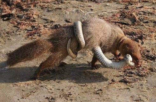 Foto - Vahşi doğadan en acımasız saldırılar