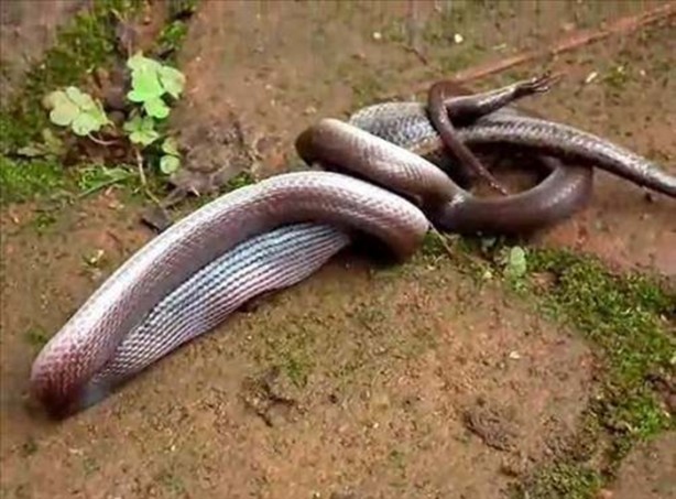 Foto - Vahşi doğadan en acımasız saldırılar