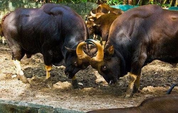 Foto - Vahşi doğadan en acımasız saldırılar