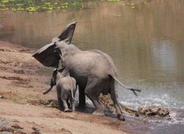 Foto - Vahşi doğadan en acımasız saldırılar