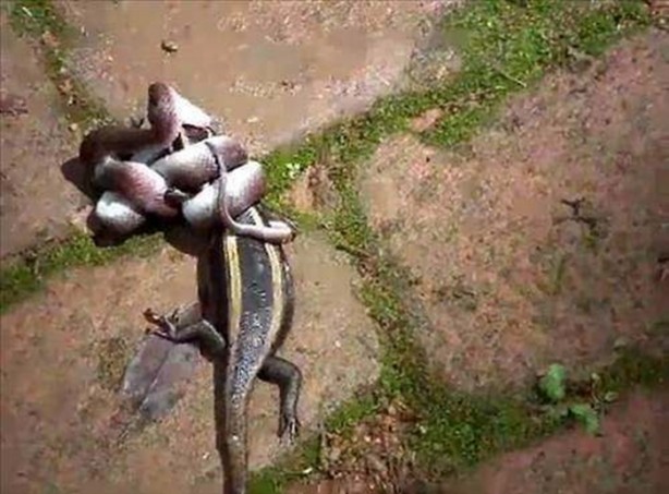 Foto - Vahşi doğadan en acımasız saldırılar