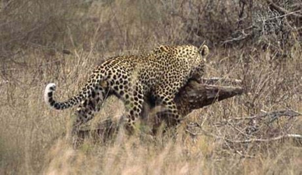 Foto - Vahşi doğadan en acımasız saldırılar