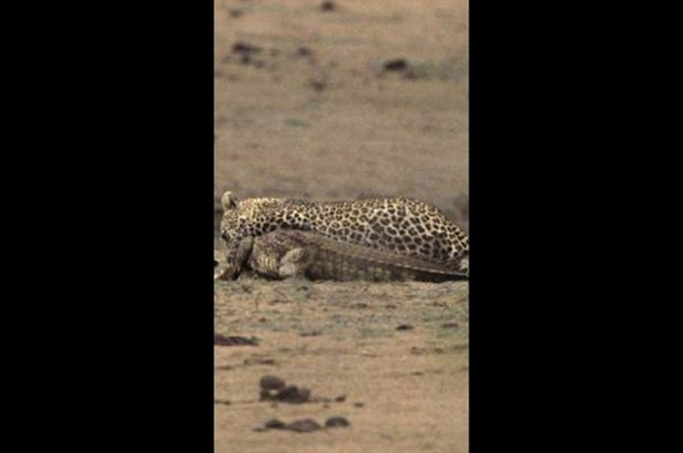 Foto - Vahşi doğadan en acımasız saldırılar