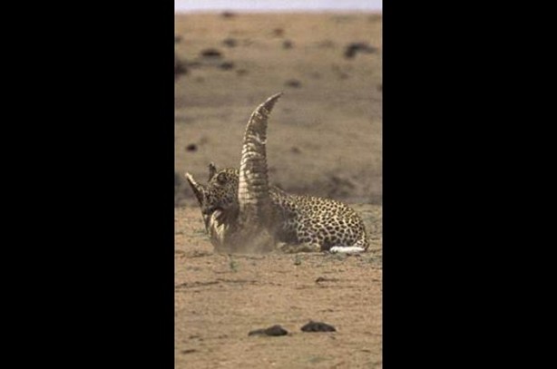 Foto - Vahşi doğadan en acımasız saldırılar