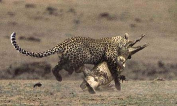 Foto - Vahşi doğadan en acımasız saldırılar