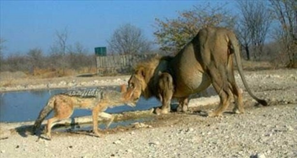 Foto - Vahşi doğadan en acımasız saldırılar