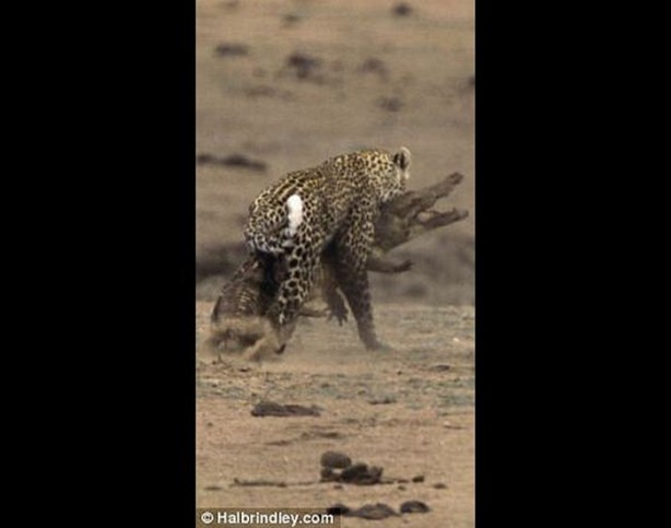 Foto - Vahşi doğadan en acımasız saldırılar