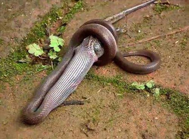 Foto - Vahşi doğadan en acımasız saldırılar