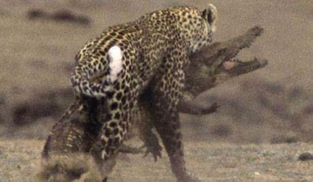 Foto - Vahşi doğadan en acımasız saldırılar