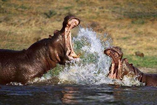 Foto - Vahşi doğadan en acımasız saldırılar