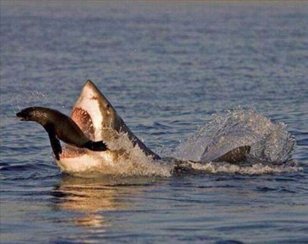 Foto - Vahşi doğadan en acımasız saldırılar
