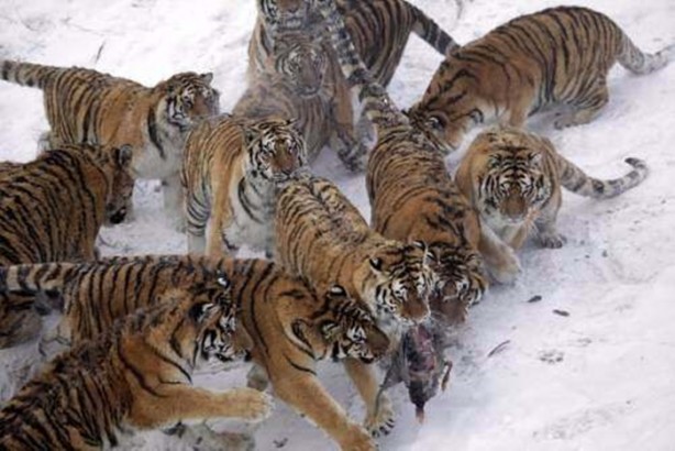 Foto - Vahşi doğadan en acımasız saldırılar