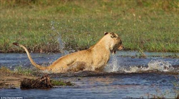 Foto - Vahşi doğadan en acımasız saldırılar