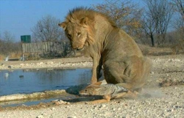 Foto - Vahşi doğadan en acımasız saldırılar