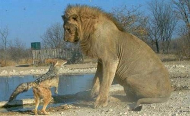 Foto - Vahşi doğadan en acımasız saldırılar