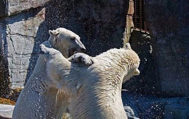 Foto - Vahşi doğadan en acımasız saldırılar