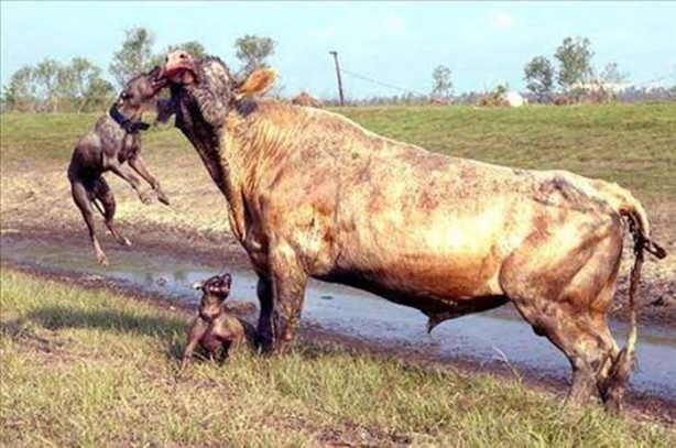 Foto - Vahşi doğadan en acımasız saldırılar