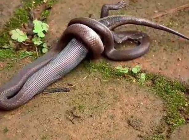 Foto - Vahşi doğadan en acımasız saldırılar