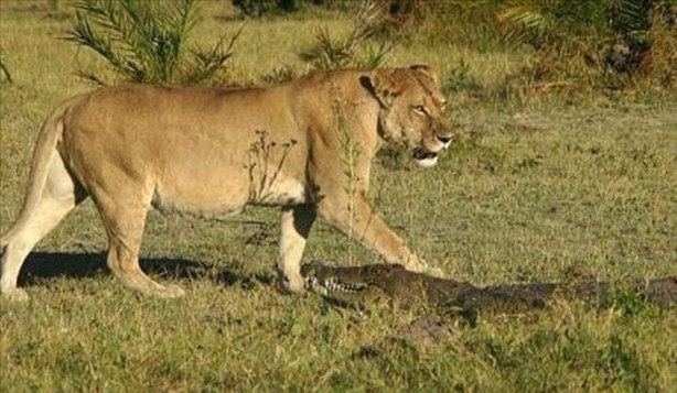 Foto - Vahşi doğadan en acımasız saldırılar