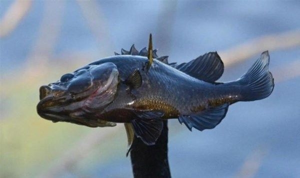 Foto - Vahşi doğadan fotoğraflar