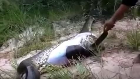 Foto - Vahşi doğadan fotoğraflar