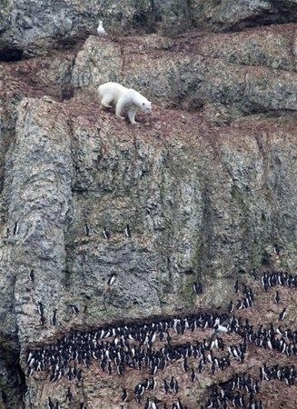 Foto - Vahşi doğadan fotoğraflar