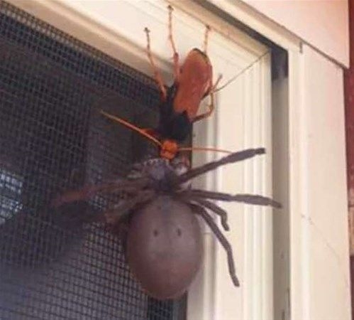 Foto - Vahşi doğadan fotoğraflar