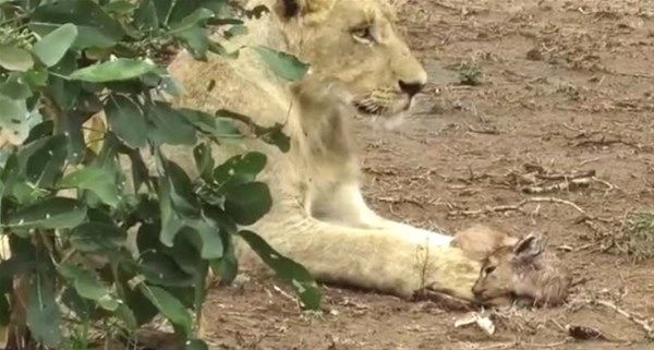 Foto - Vahşi doğadan fotoğraflar