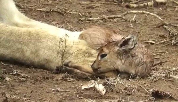 Foto - Vahşi doğadan fotoğraflar