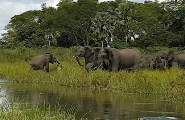 Foto - Vahşi doğadan fotoğraflar